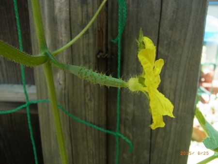きゅうりの雌花
