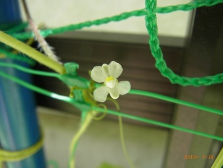 小さなフウセンカズラの花