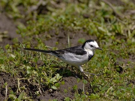 ハクセキレイ(White Wagtail) P1030432_R