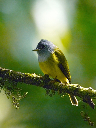 ハイムネヒタキ(Grey-headed Canary Flycatcher) P1050429_R2