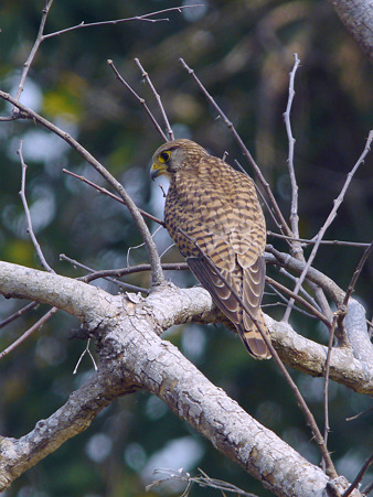 チョウゲンボウ(Common Kestrel) P1150388_R