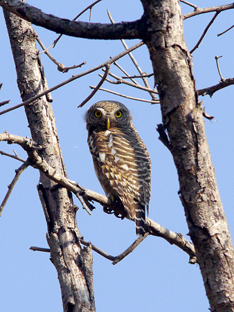 オオスズメフクロウ(Asian Barred owlet) P1150961_R