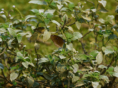 テスト撮影(FD300mmF4L) P1080437_R