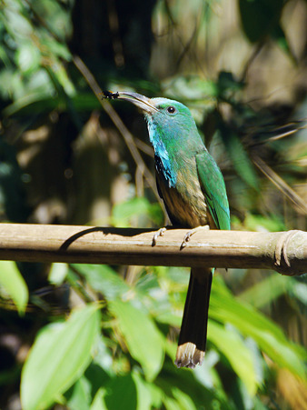 アオムネハチクイ(Blue Beared Bee-eater) P1180616_R
