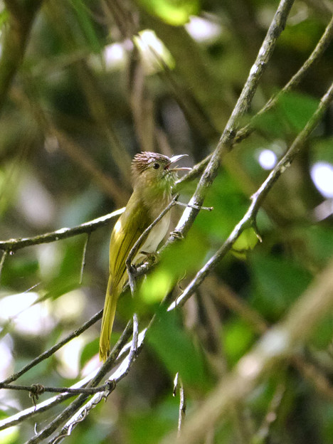 ミヤマヒヨドリ(Mountain Bulbul) P1190705_Rs
