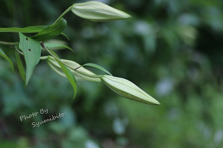 蔵王にて ヤマユリ