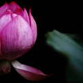 IMG_4644