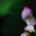 IMG_4713
