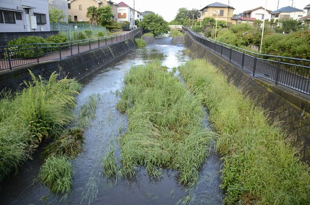 5月21日、増水した落合川の河川堰?