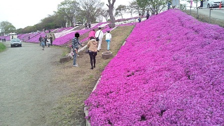 相模川芝桜1