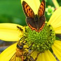 蝶と蜂と黄色い蜘蛛