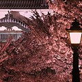 白壁に映え…。
