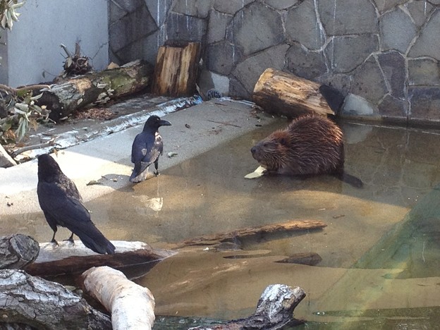 東山動植物園_06:ビーバーとその餌を狙うカラス