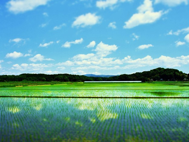 田んぼ