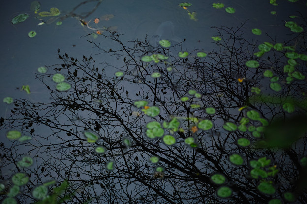 _P3M1487