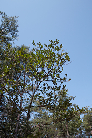 leaves03212012dp1-01