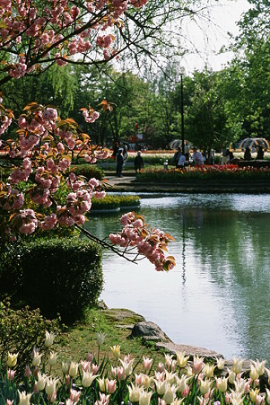 Cherry_blossom_CONTAX159MM_FUJI_Provia100F05052011