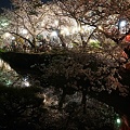 Photos: 夜の道後公園