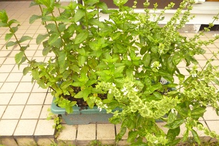03Pot