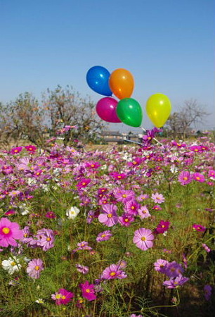 IMGP8715_1029