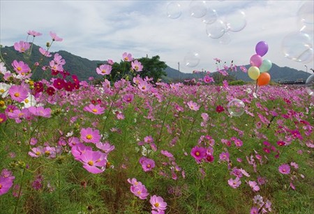 IMGP1476_1011