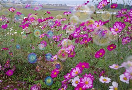 IMGP2303_1012