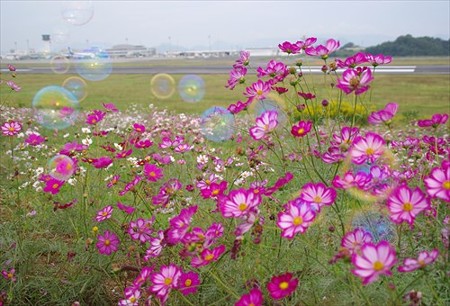 IMGP2316_1012