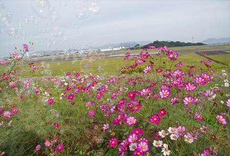 IMGP2404_1012