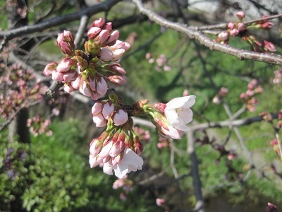 染井吉野 2