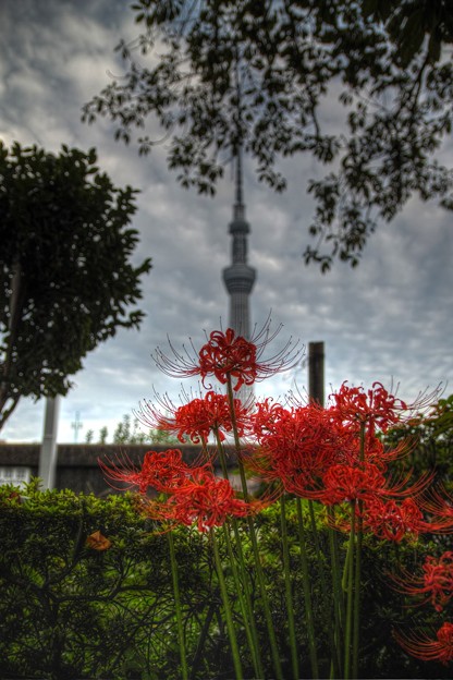 _SDI4435_1_2_tonemapped