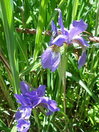 IMGP8515