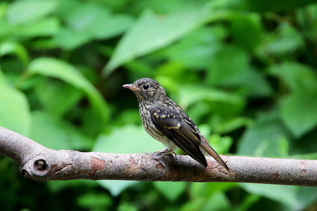 オオルリ幼鳥 1 Fk3a8653 写真共有サイト フォト蔵