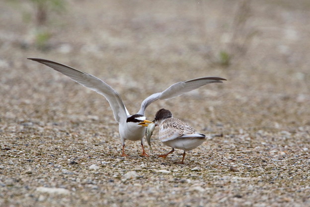 コアジサシ幼鳥 1 Fk3a9197 写真共有サイト フォト蔵