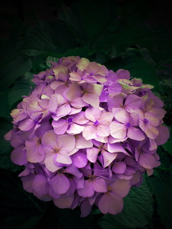 紫陽花_2015-21