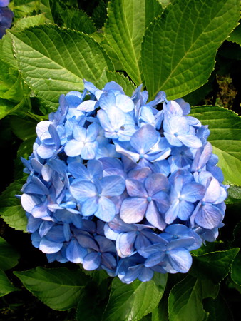 紫陽花_2015-10
