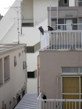 カラス(恋の行くへ)_2015.07.02.-06