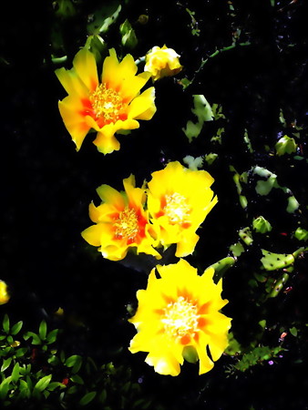 サボテンの花-02b
