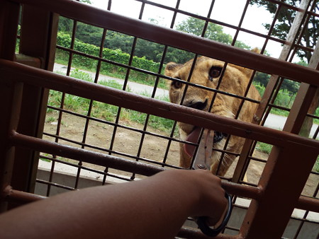 夏旅行 (19)