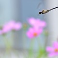 ノシメトンボ～飛んで
