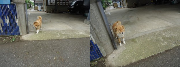 千葉友どんちゃん