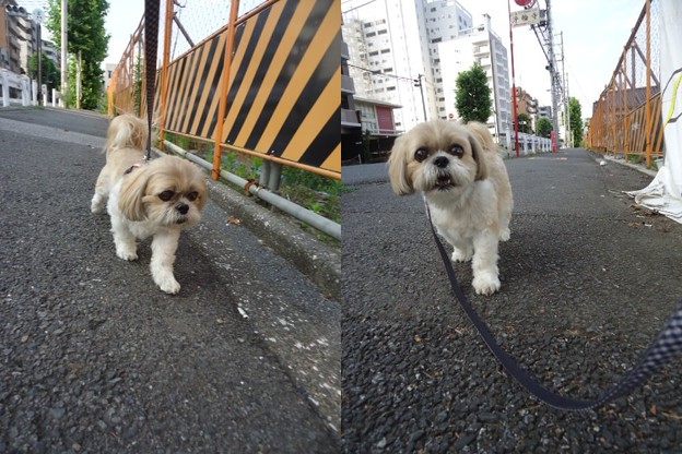 火曜日の朝散歩