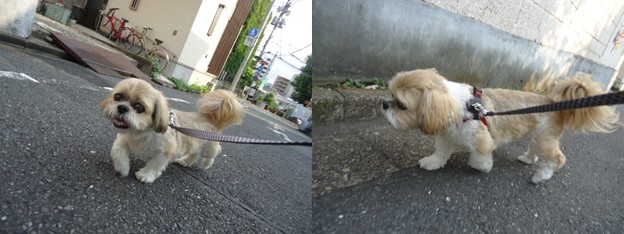 火曜日朝散歩2