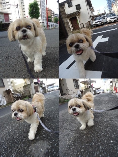 お誕生日散歩
