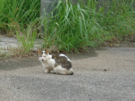 DSC00224