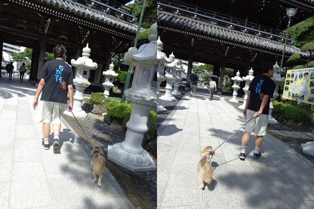誕生寺とトラッチ