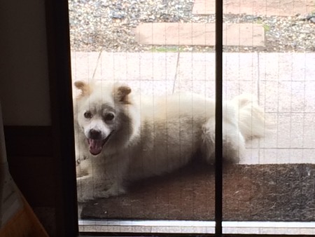 2015年夏　犬