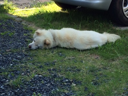 2015年8月　犬