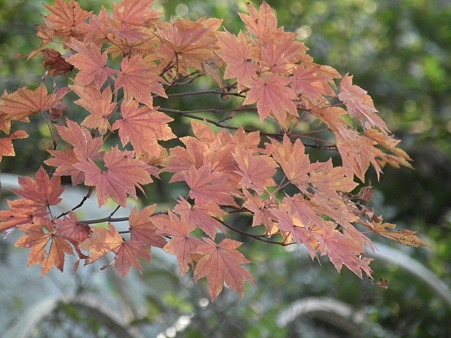 紅葉 684