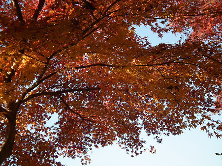 紅葉 175