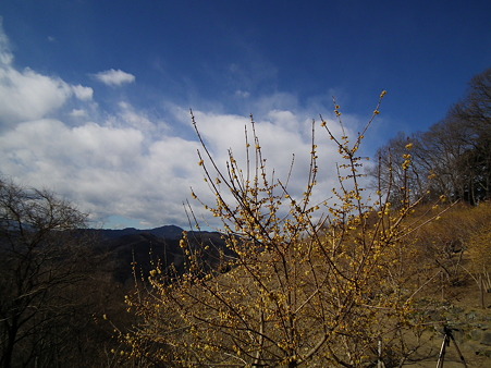 19宝登山蝋梅